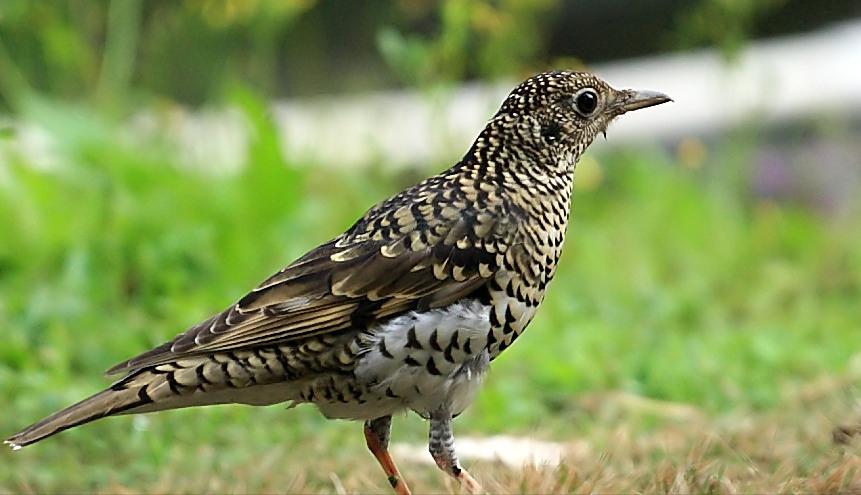 东江揽胜,惠州淡水常见鸟类图谱