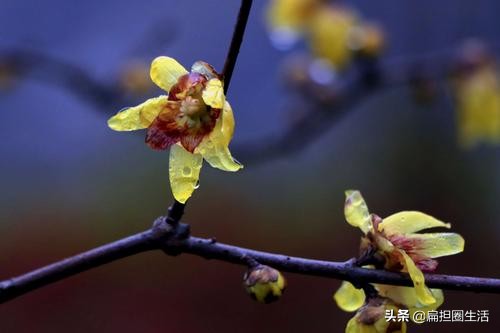 山园小梅疏影横斜水清浅,山园小梅疏影横斜水清浅手势舞