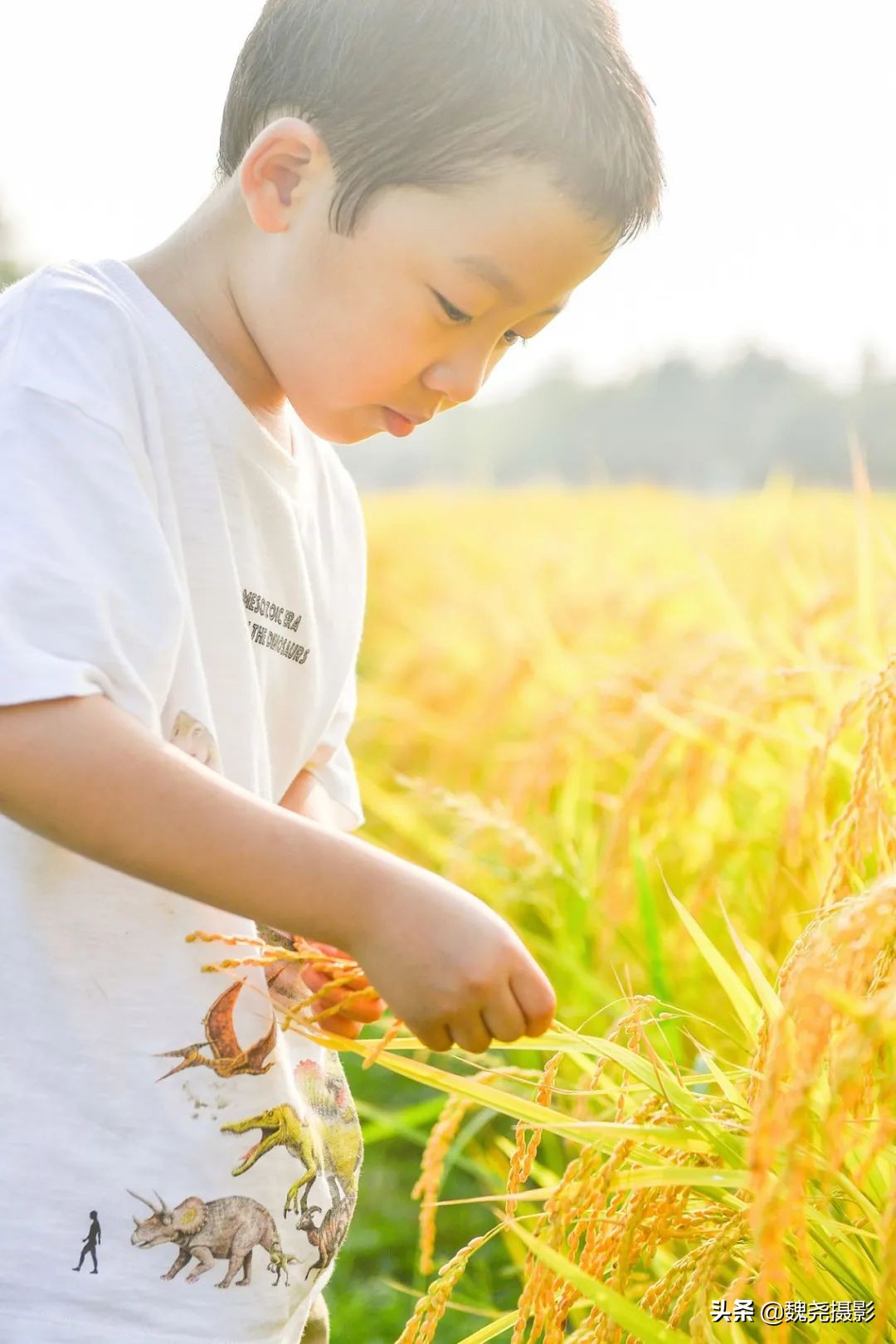 北京北坞公园里的京西稻又熟了,曾经只有皇上才能吃上这儿的大米