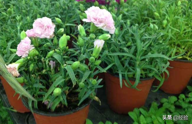 康乃馨的繁殖方法,康乃馨的繁殖方法和注意事项