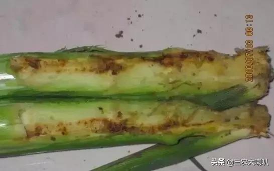 今年的玉米怎么办啊,玉米现在该怎么办