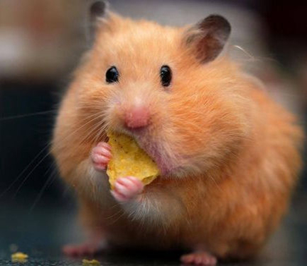 仓鼠贪吃是本性,除此之外吞噬能力与颜值远超噬元兽