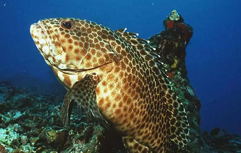 在郑州，吃养颜旺财老虎斑，就来肥隆“食斑节”