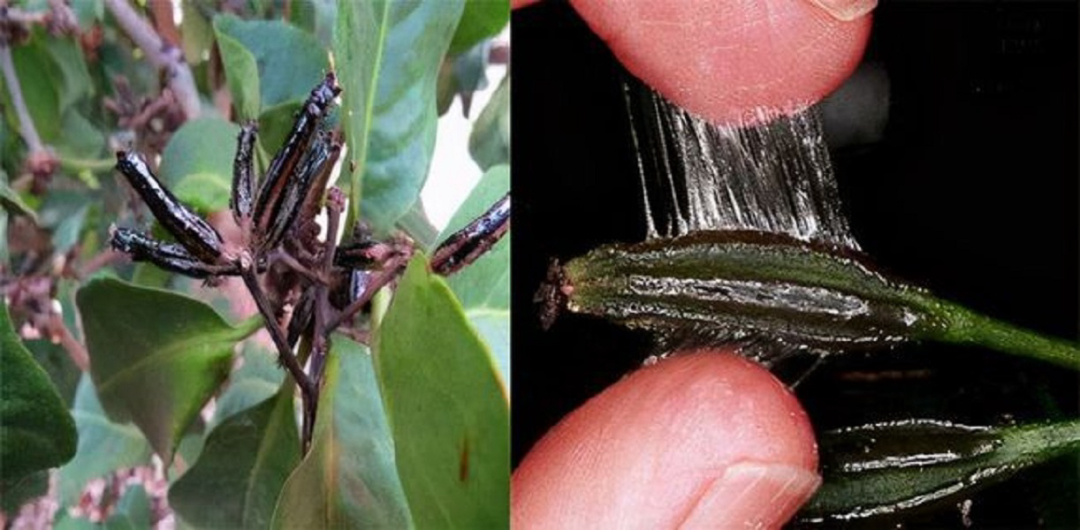 捕鸟树“杀鸟为乐”，忘记传播种子，被进化带偏的物种有多可怕？