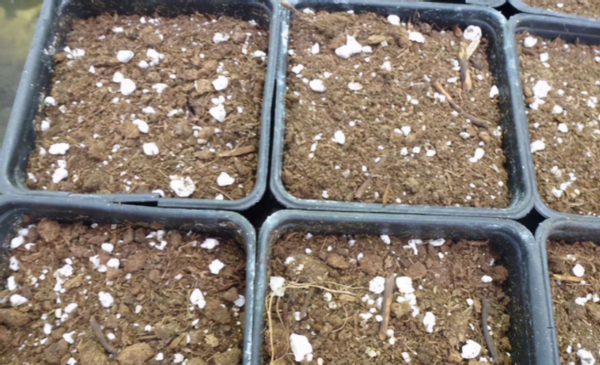 月季和天竺葵哪个好养,怎么样养月季盆栽