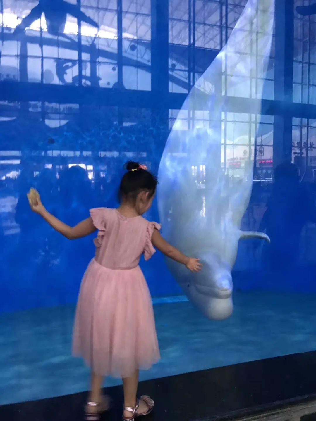 济南动物王国一日游详细攻略,济南一日游动物园