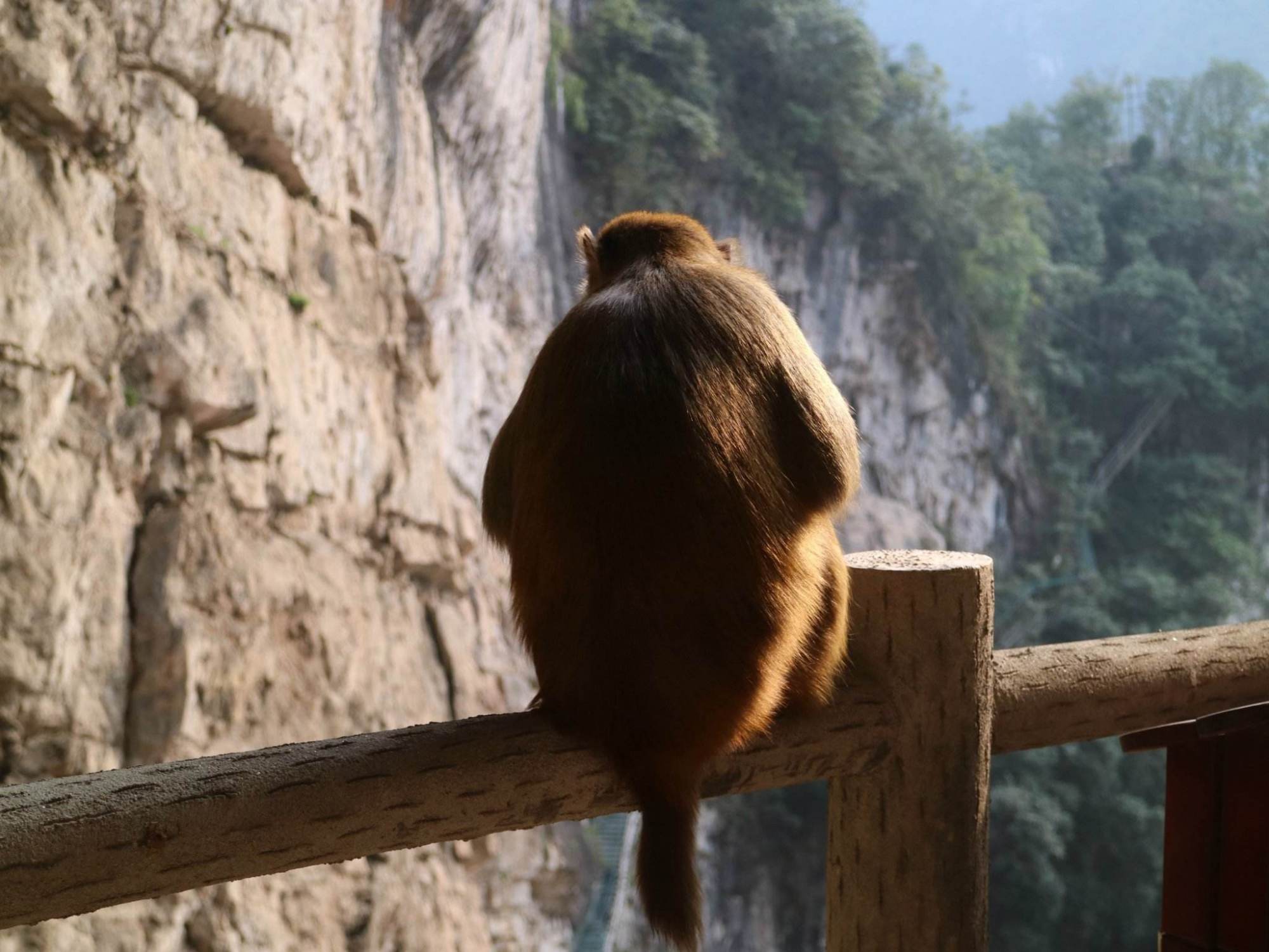 清江画廊800里清江美如画,清江画廊到底有多美