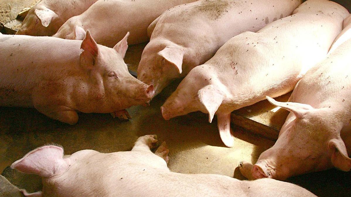 猪价上涨一毛后市如何,猪价上涨养猪盈利