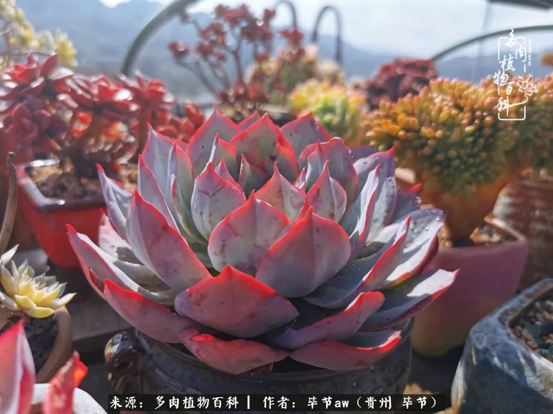 有多少次的会心一笑，全因多肉！那是一种心间流出的甜
