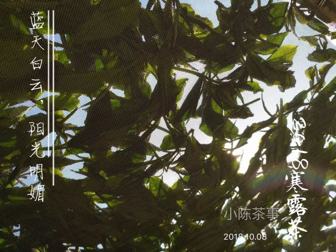 白茶红茶绿茶都是碱性的吗,白茶茶汤酸涩是什么原因