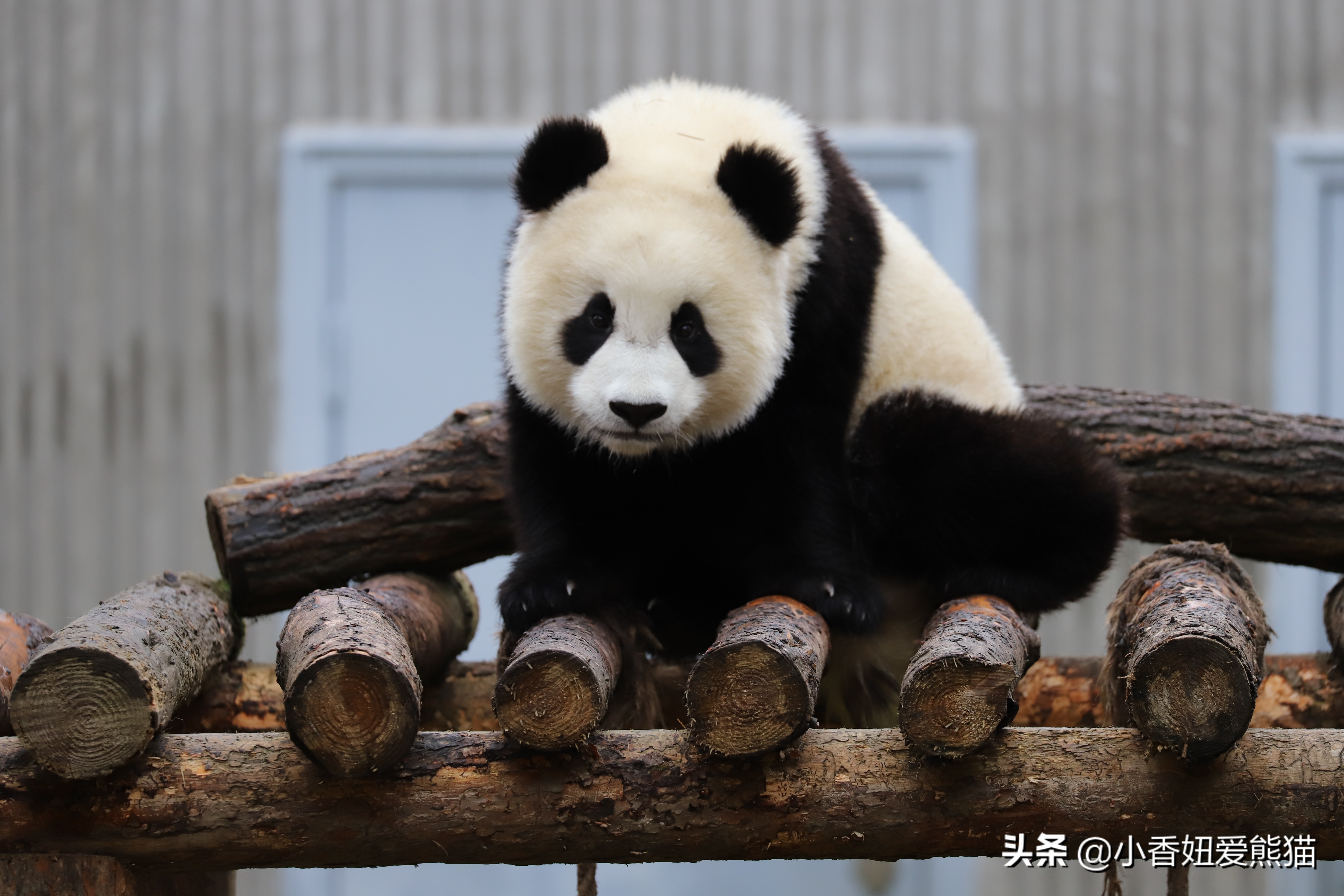 卧龙熊猫宝宝和宝力,卧龙熊猫基地熊猫宝宝