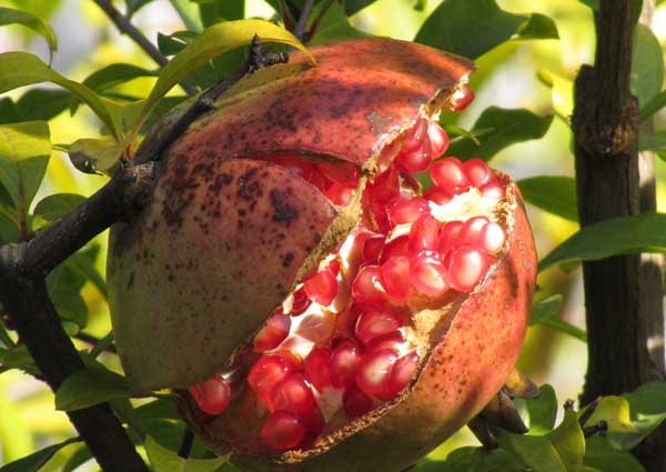 石榴苗种植方法,石榴种植的月份