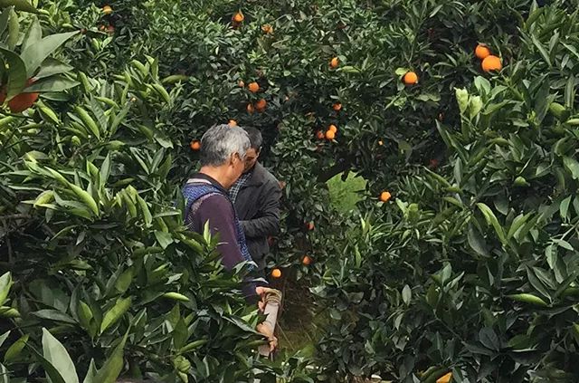 橙子怎么挑才最甜最好吃,橙子的品种哪个最好吃