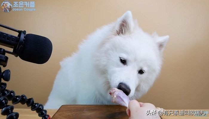 asmr狗狗吃东西视频,狗狗asmr啃麦