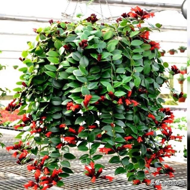 口红吊兰夏季哗哗掉叶子怎么办,口红吊兰叶子发黄掉落是怎么回事