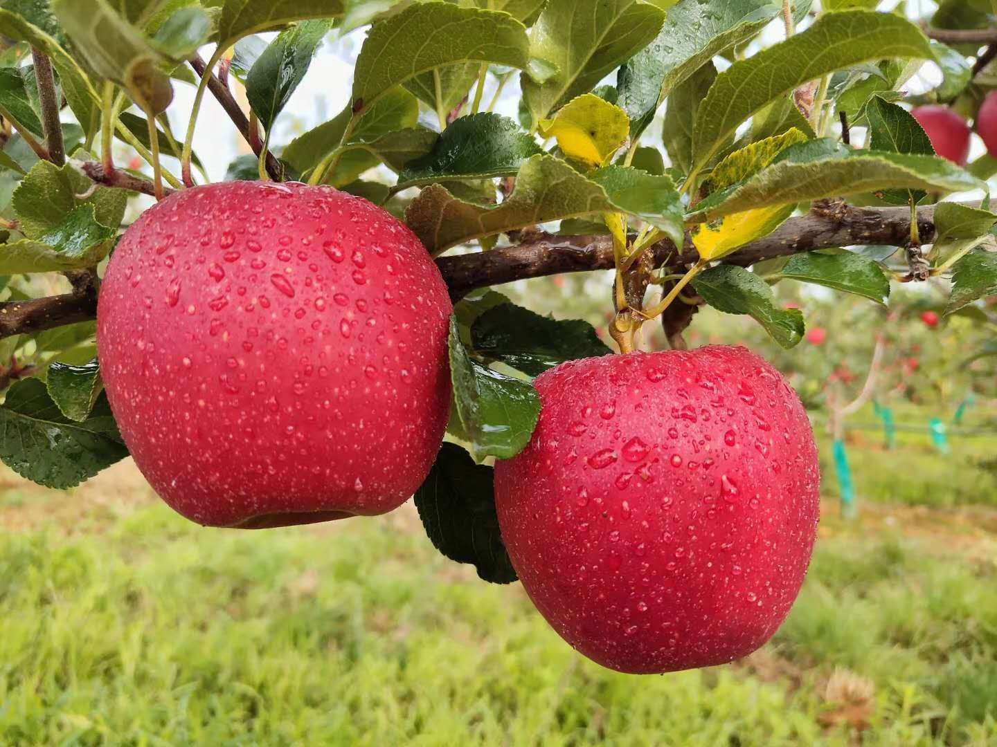 日本水果种植技术发达吗,日本水果发展前景