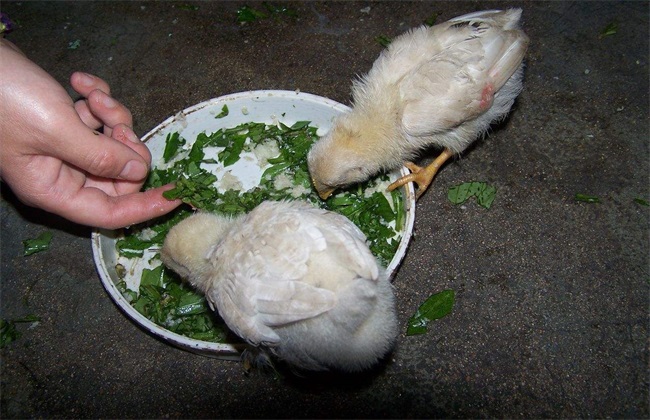 小鸡消化不良,抵抗力差,学会这几招,轻松搞定