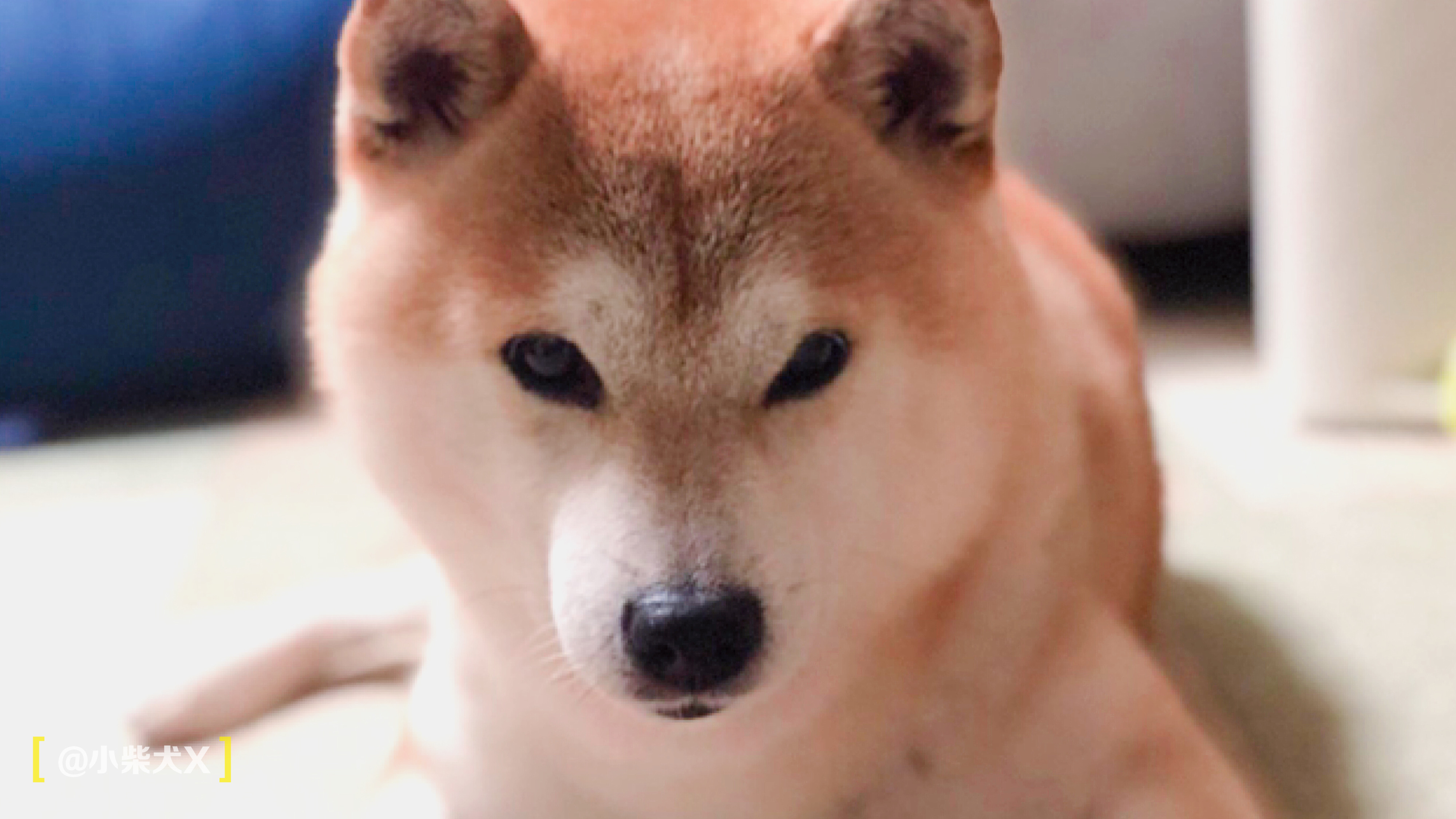 一对日本夫妇设计了最具日本传统特色的狗狗用品,太适合柴犬了