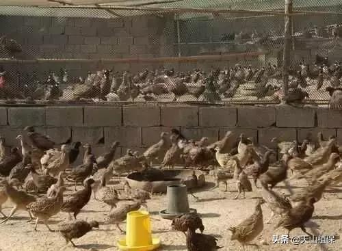 野鸡大概需要多少成本,野鸡销量好吗