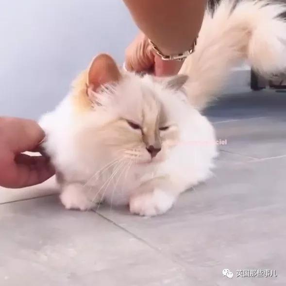 老佛爷的猫继承多少遗产,老佛爷去世后财产留给了一只猫