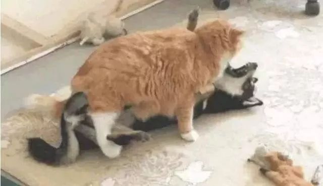 什么狗能打得过二哈,一群狗打二哈吓腿软