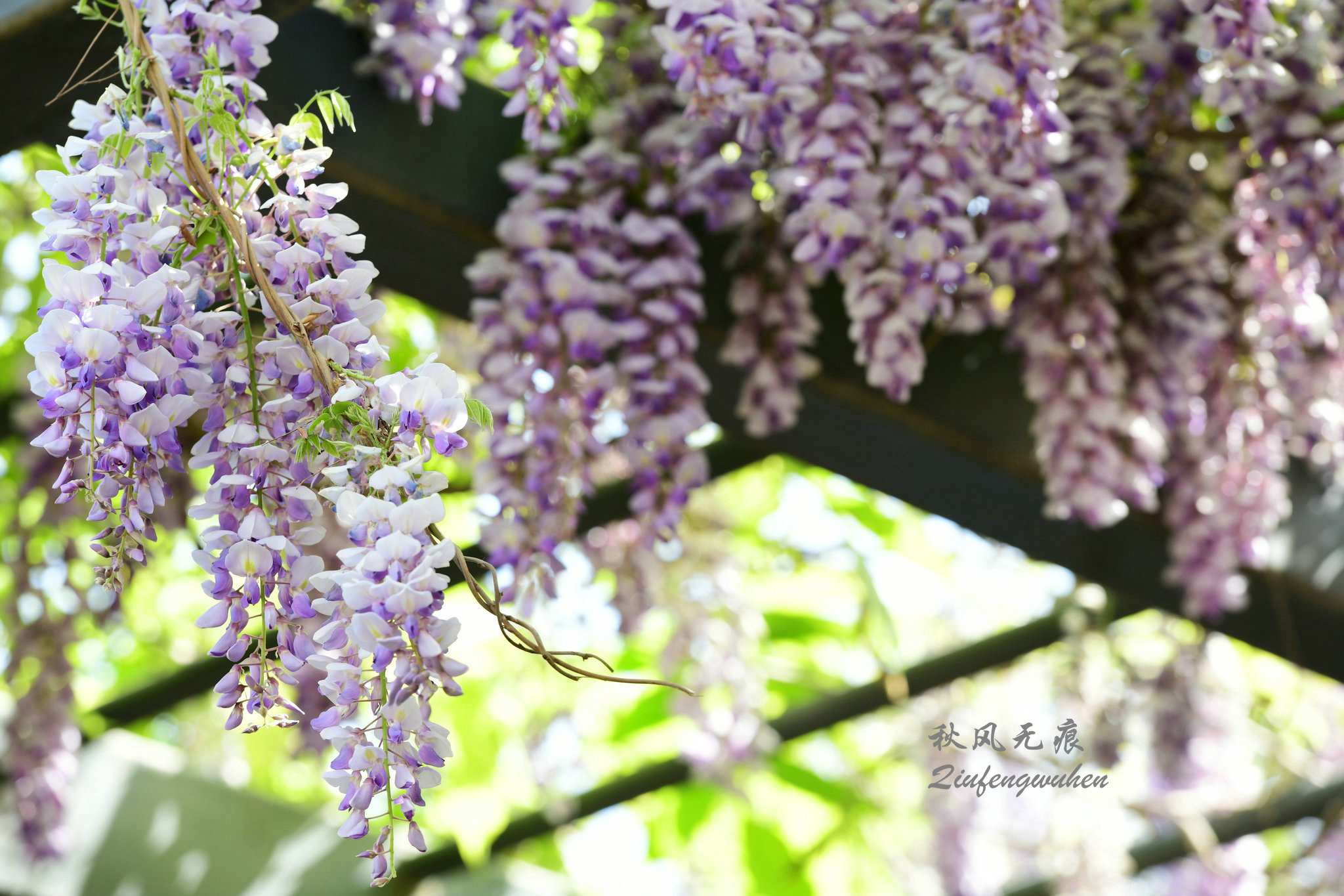 四月的春风西安,四月春风里的樱花