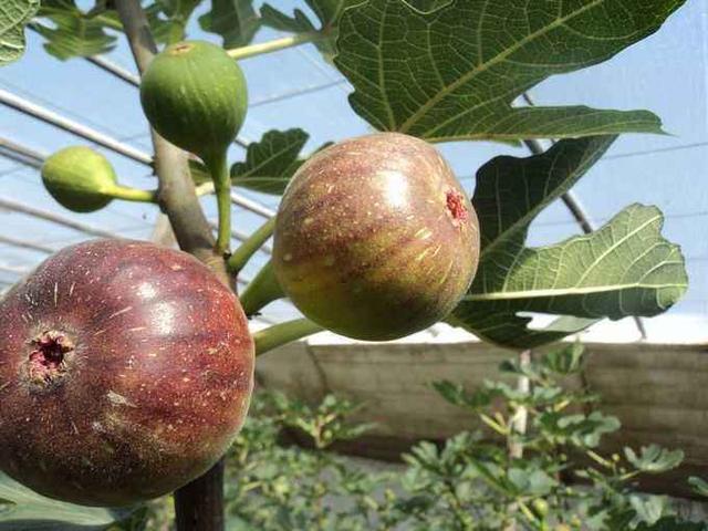 怎么用无花果的枝条种无花果树,喜欢吃无花果什么原因