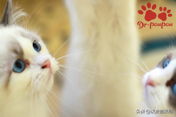 普安特猫咪内驱靠谱吗,普安特猫咪用量