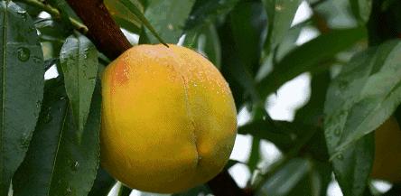 推荐十款好吃健康的罐头,健康食品为什么不好吃