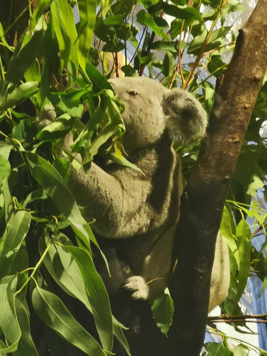 和家人一起去长隆,四月和朋友们来长隆动物园