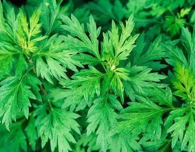 艾草艾灸的正确方法,艾草艾灸驱虫