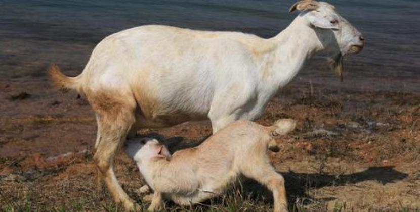 小羊羔为什么难养活,小羊羔养殖