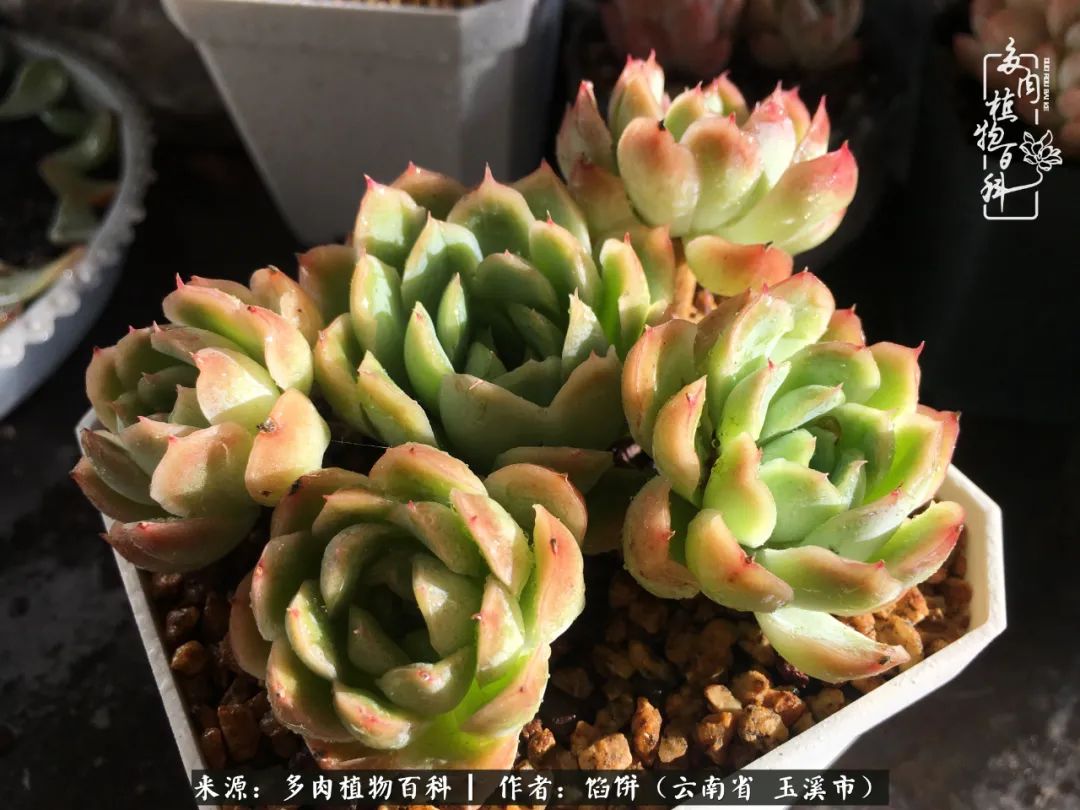 多肉对比图片,多肉对比高清图