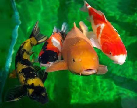 十大新手好养的冷水鱼,十大适合新手养的南方小型冷水鱼