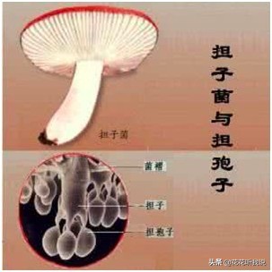 真菌结构图手绘简单清晰,真菌结构和功能的基本单位是什么