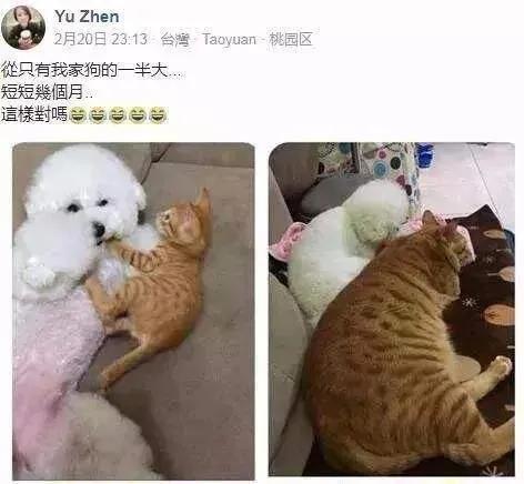 原来橘猫是从小就开始胖了,橘猫为什么可以长那么胖