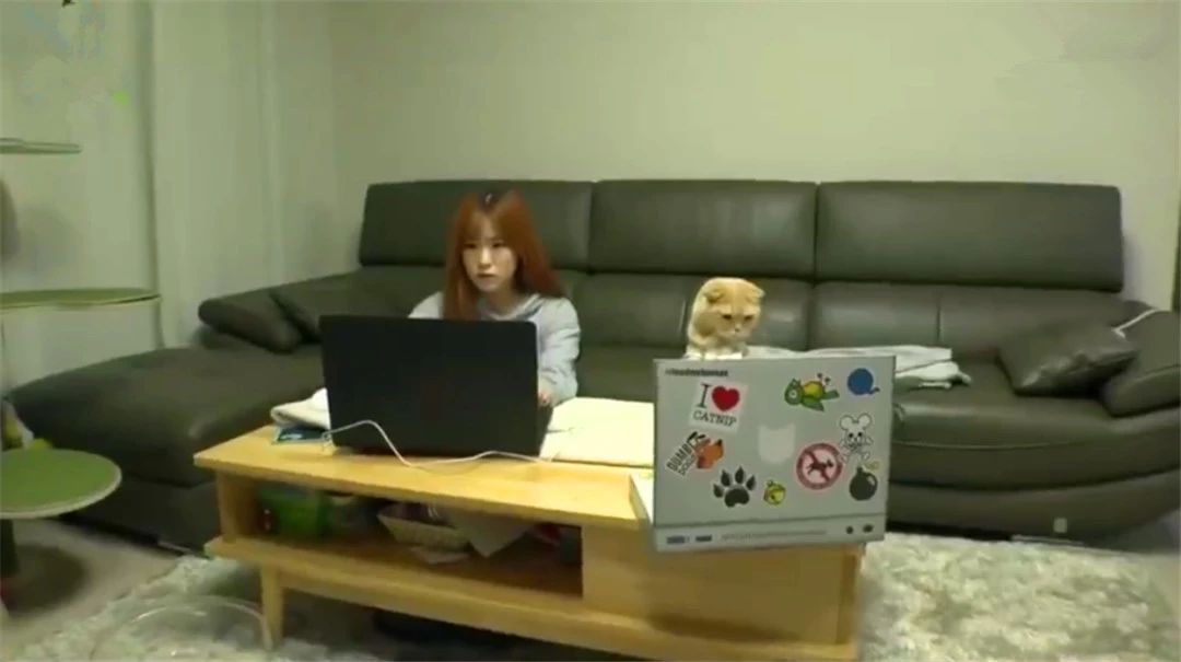 猫咪喝酒对身体有什么危害,猫咪吃太多肝脏会怎么样