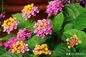 5种小垃圾养花却是宝贝,家里的废物垃圾怎么养花好