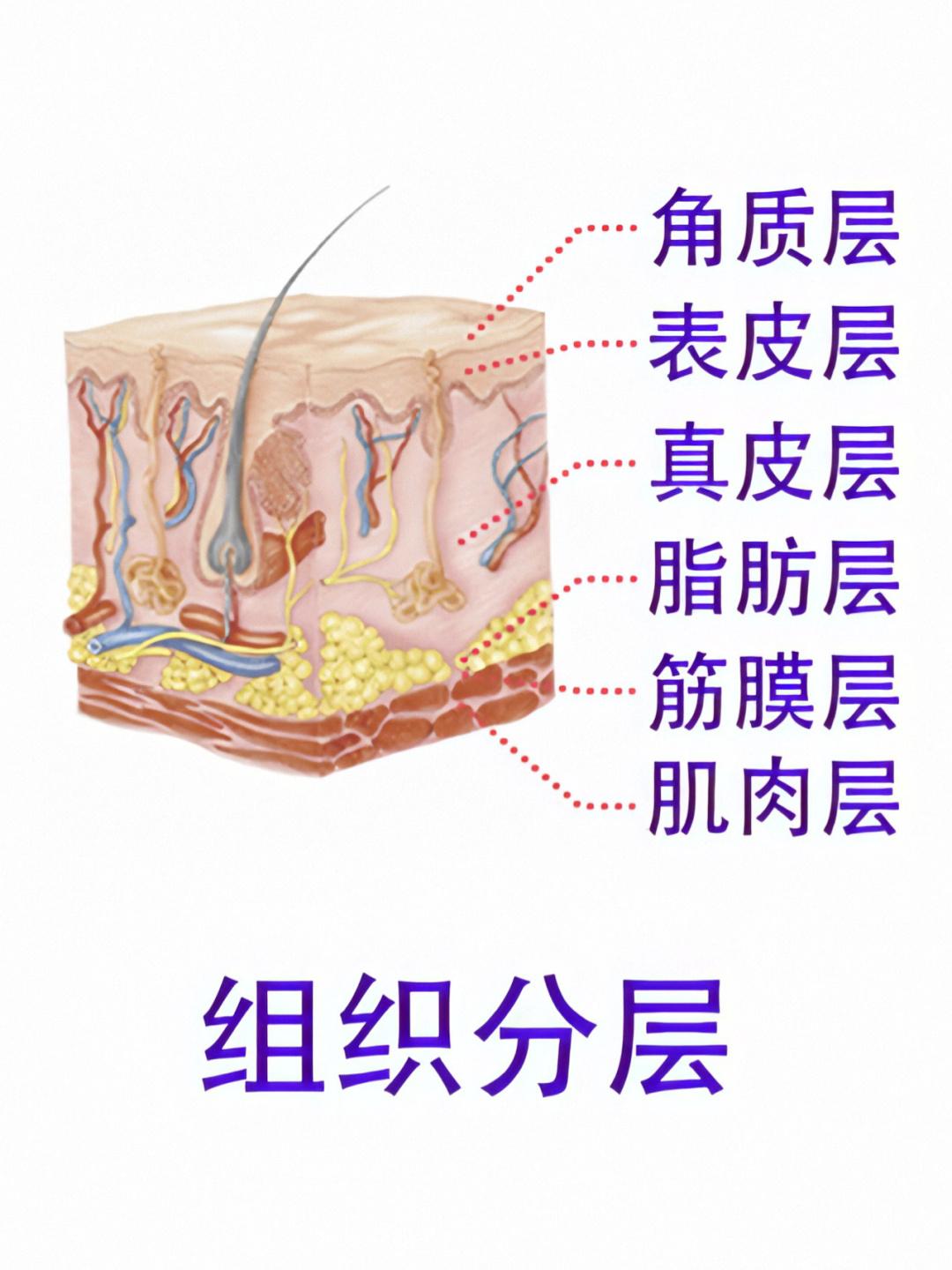 脸上皱纹多皮肤松弛怎么办问医生,皱纹多皮肤松弛做拉皮需要多少钱