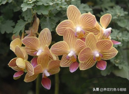 蝴蝶兰开完就扔了怎么办,蝴蝶兰怎么养才能变多盆