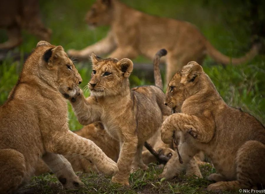 狮子明明像狗为什么是猫科,为啥说狮子更接近猫科