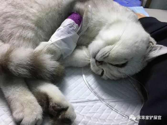 猫咪总是抽搐癫痫怎么回事呢,猫咪做梦抽搐和抽搐的区别