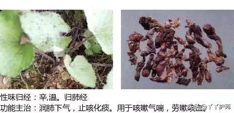 农村身边的中草药主治与功效,中草药全图谱与功效