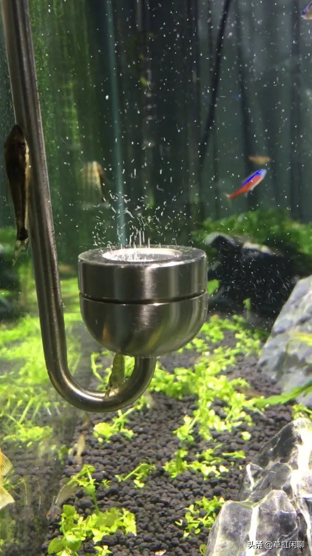 新手草缸造景之水草造景后的日常管理和维护