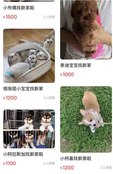 闲鱼买卖狗狗靠谱吗,闲鱼上卖的狗狗靠谱吗