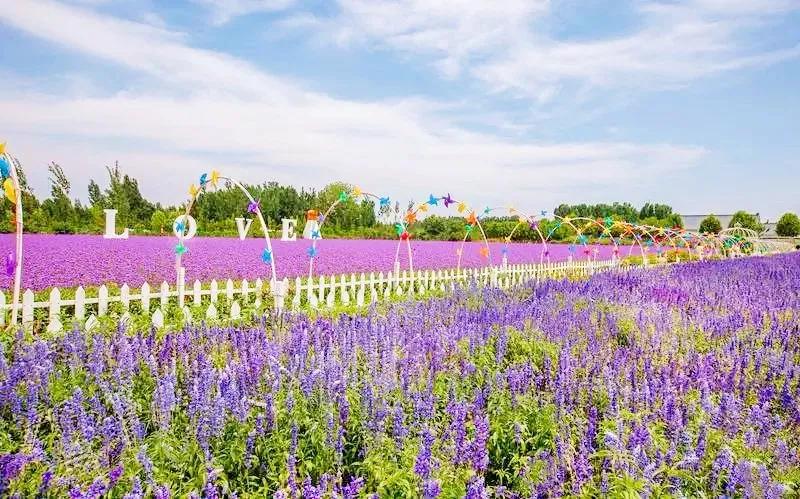 美哭了天津薰衣草花海盛放,美cry