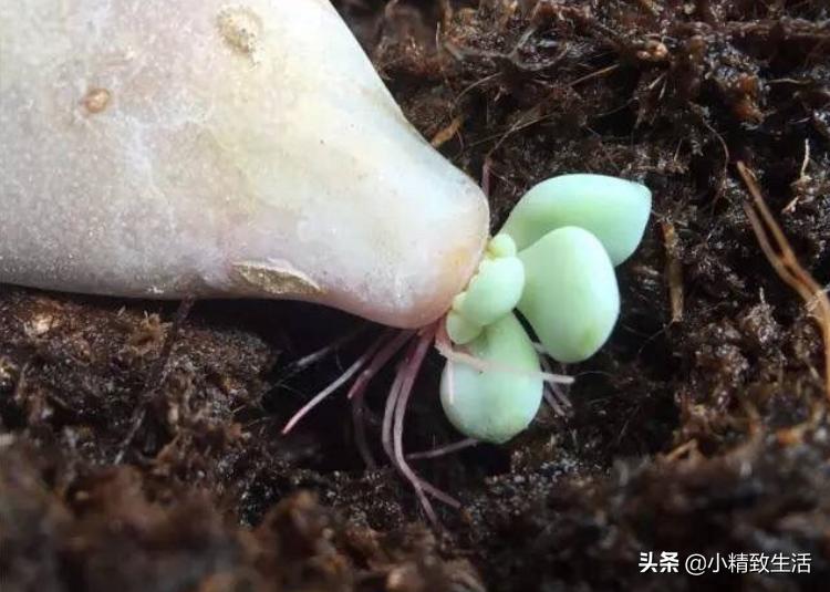多肉叶插出芽后，遵循“4字”原则，安全过渡，保命为主