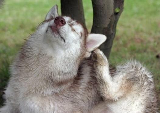 狗狗的行为特征描写,狗狗的行为有多暖