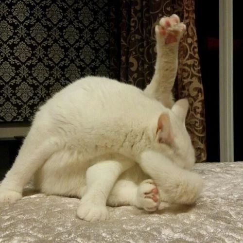 家里养猫咪怎么样才能除臭,家里养的猫咪觉得脏怎么办