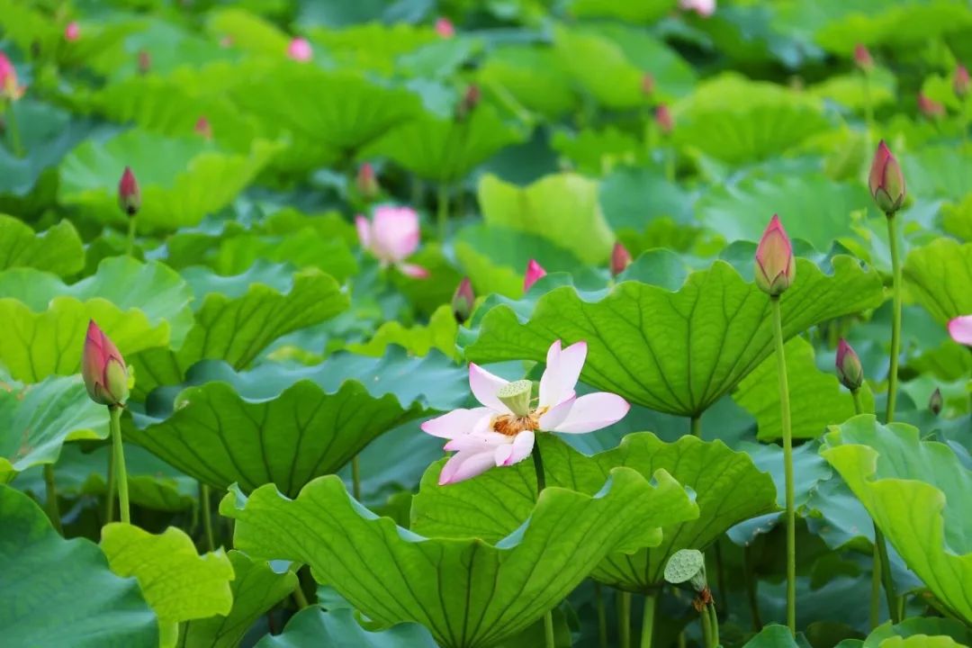 秦伯未怎么退热,中医泰斗秦伯未常用退热十法